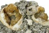 Cluster of Fossil Clams with Fluorescent Calcite - Rucks' Pit, FL #285894-2